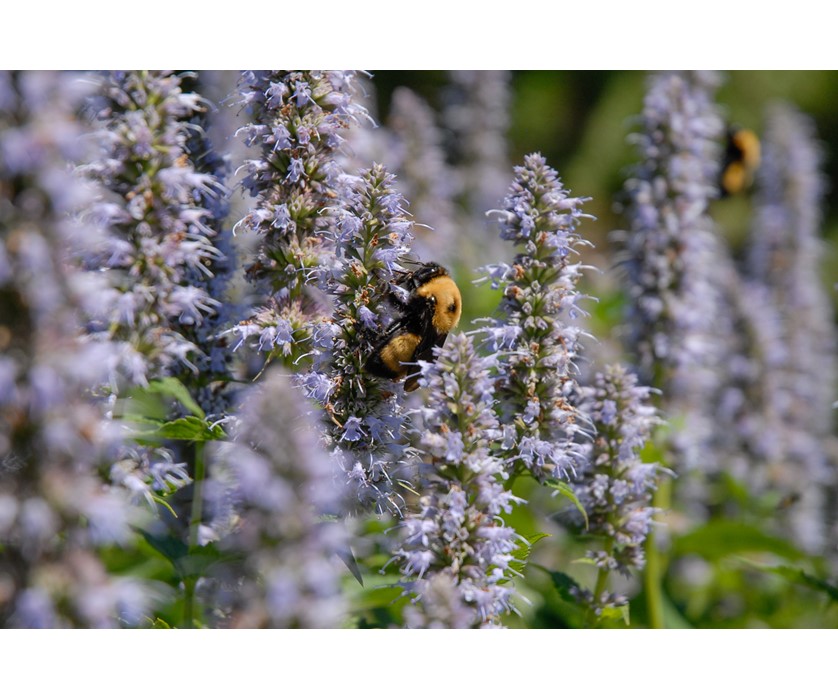 Blue Fortune Hyssop